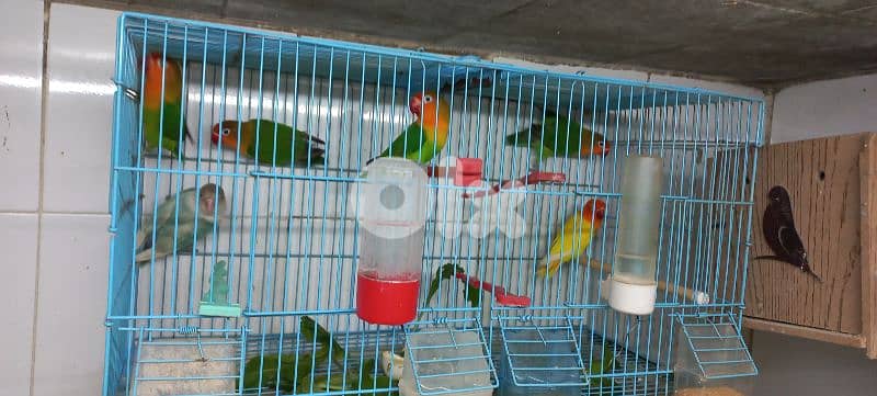 ٦ طيور فيشر ، رماج 1