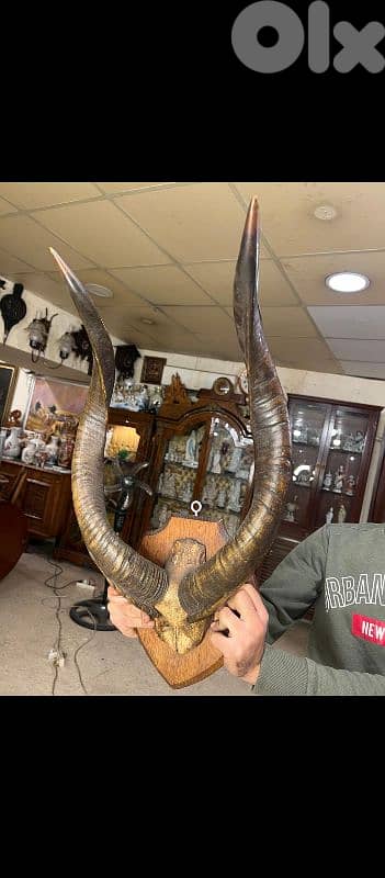 antelope very huge kudu for sale 0