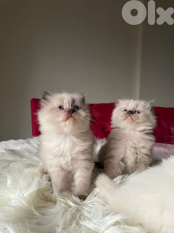 صور مفرق معركه 10