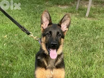 german shepherd show line