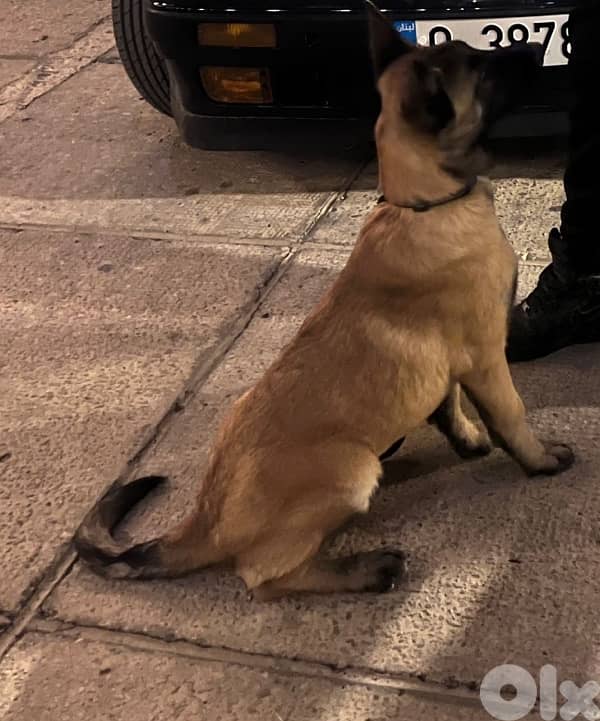 Belgian Malinois Puppy 0
