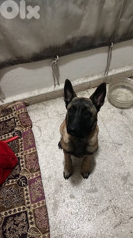 Belgian Malinois Puppy 1