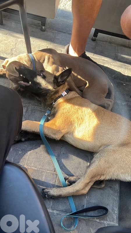 Belgian Malinois Puppy 2