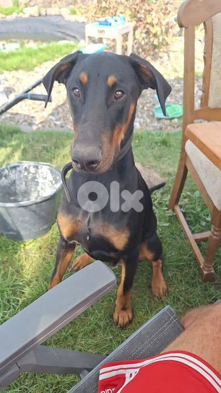 doberman 4