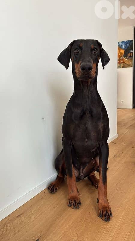 doberman 5