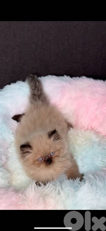 Cute Himalayan kitten in shop & Delivery Cat قطط 0