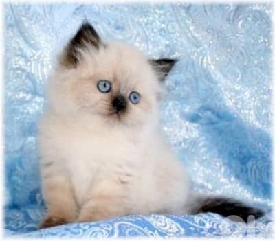 Himalayan kitten in store & delivery