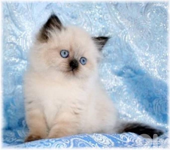 Himalayan kitten in store & delivery 0