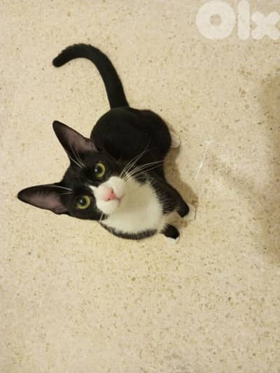 للتبني adoption81181204