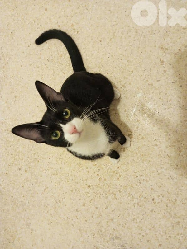 للتبني adoption81181204 0