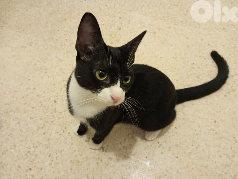 للتبني adoption81181204 1