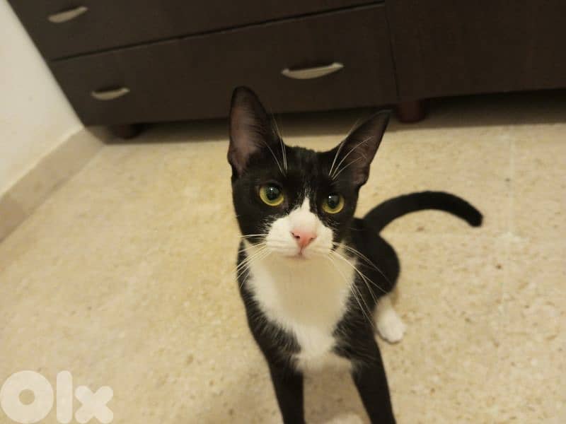 للتبني adoption81181204 2