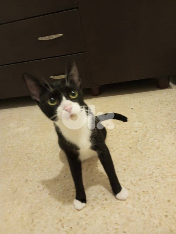 للتبني adoption81181204 3