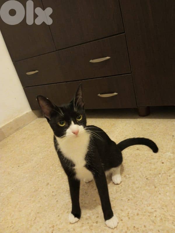 للتبني adoption81181204 4