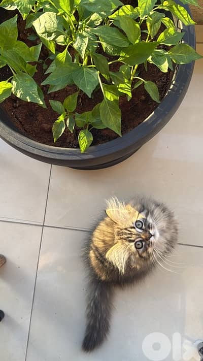 Persian kitten