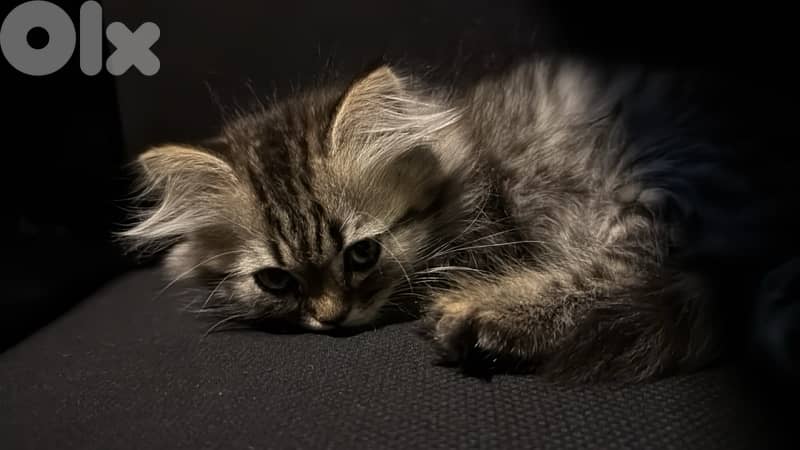 Persian kitten 3