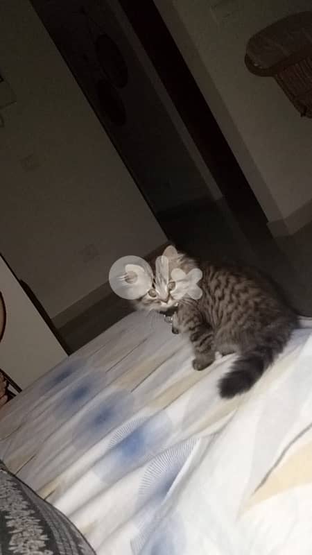 Persian kitten 0