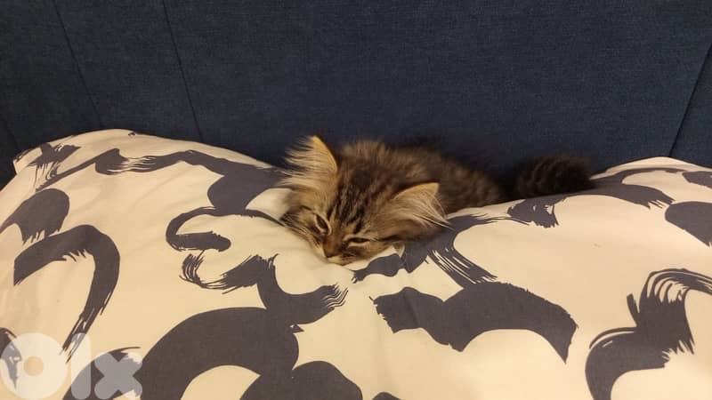 Persian kitten 4