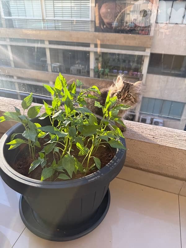 Persian kitten 1