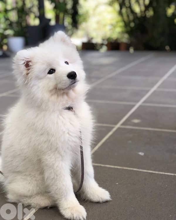 Imported Samoyed pup delivery 0