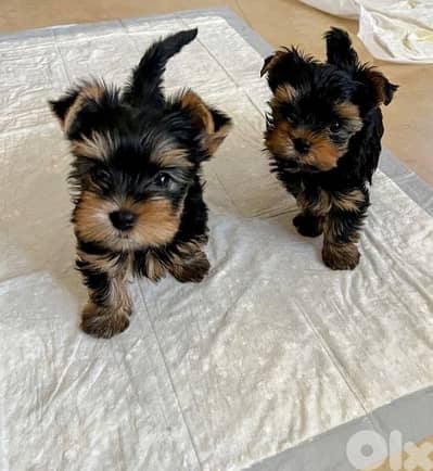 Teacup Yorkshire Puppy Imported