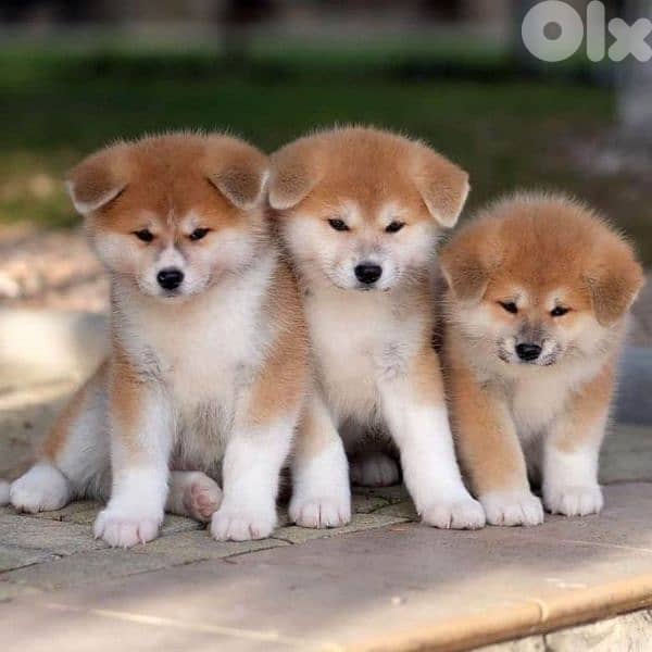 Japanese Akita Puppies in store/ delivery كلاب dog 0