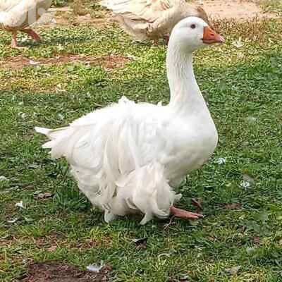 أحلى الأسعار