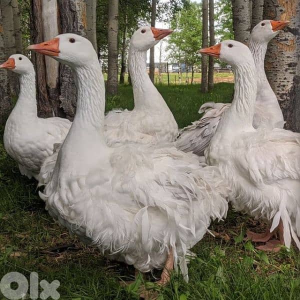 أحلى الأسعار 1