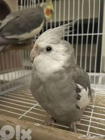 مطلوب كروان وايت فيس