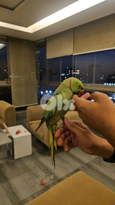 جونيا حارة صخر 1