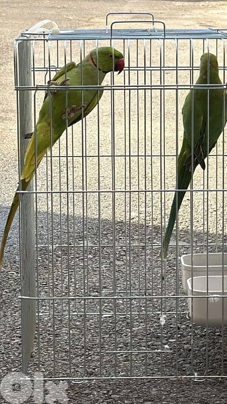 جونيا حارة صخر 2