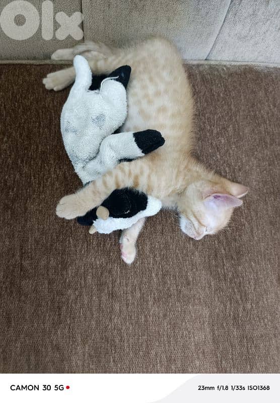 Ginger tabby kitten 1