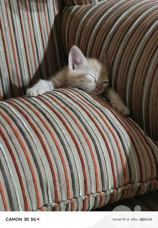 Ginger tabby kitten 2