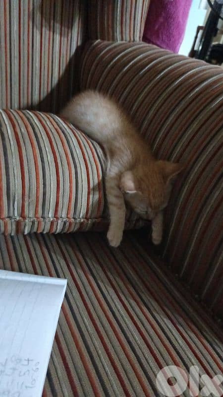 Ginger tabby kitten 3