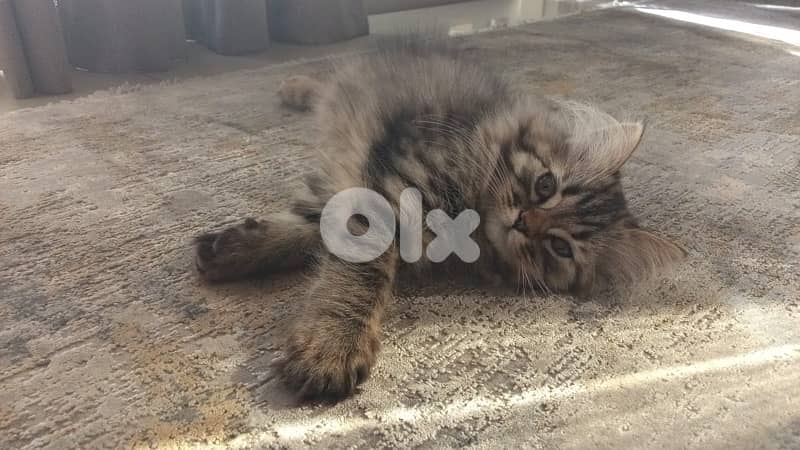 Persian kitten 5