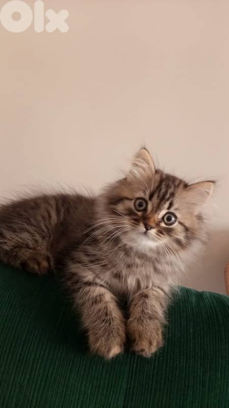Persian kitten 6