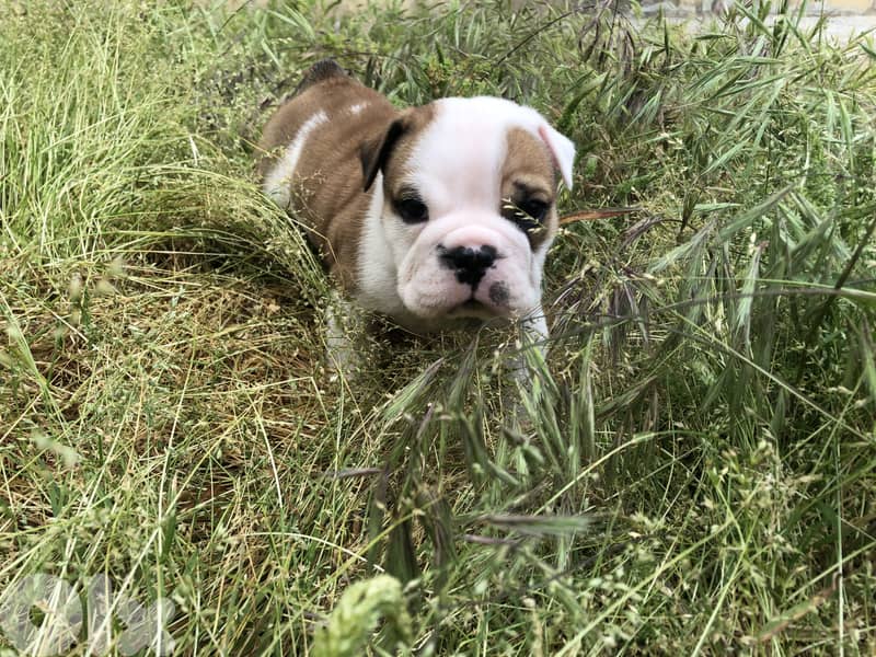 English Bulldog 6
