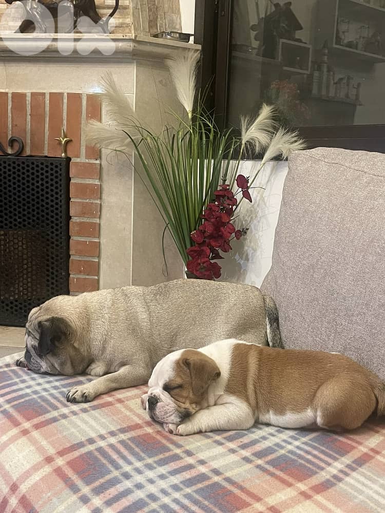 English Bulldog 8