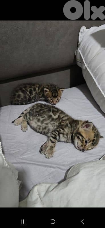 PURE BENGAL KITTENS