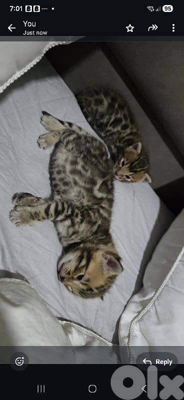 PURE BENGAL KITTENS 1
