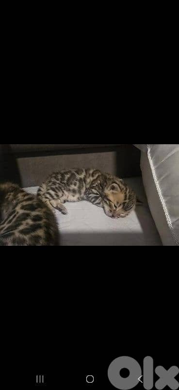 PURE BENGAL KITTENS 2
