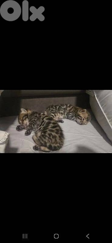 PURE BENGAL KITTENS 3