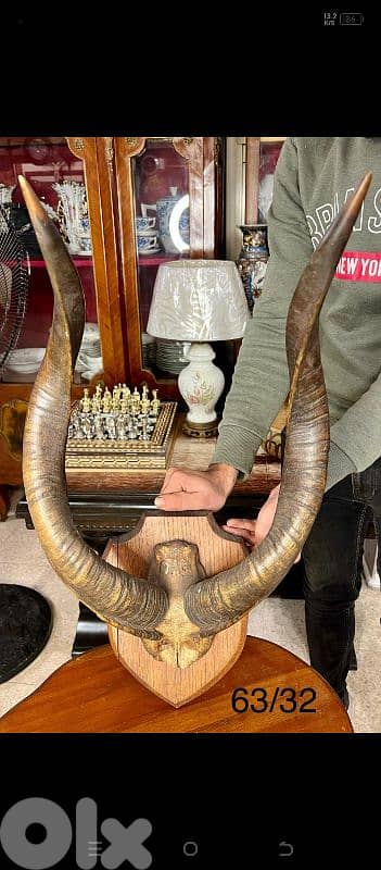 nyala antelope for sale big size for sale