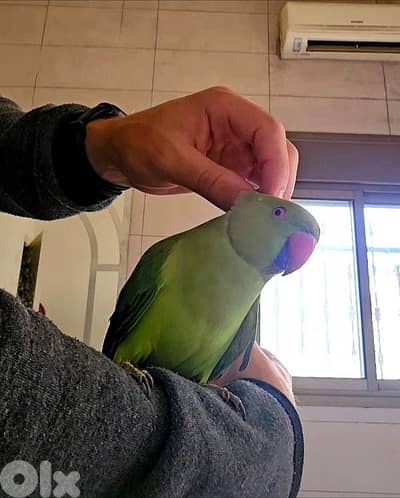 Friendly Indian Ringneck Parrot ببغاء دره هندي اليف