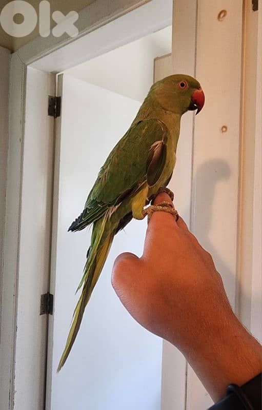 Ringneck parrot dora ببغاء دره 0