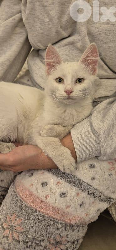 friendly cat for adoption 0