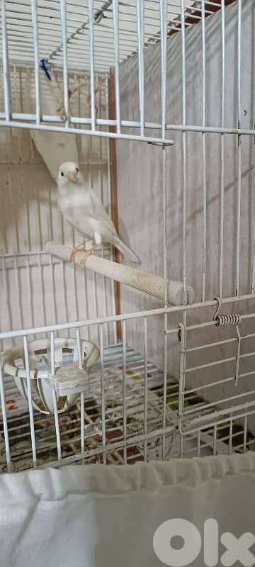 دكر كنار ابيض بلدي