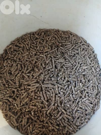 حبيبات الأرانب