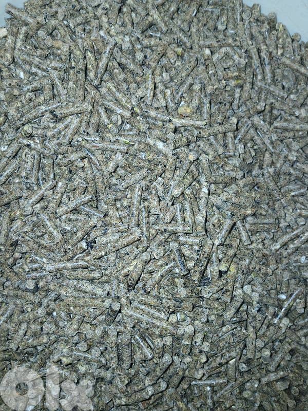 حبيبات الأرانب 1