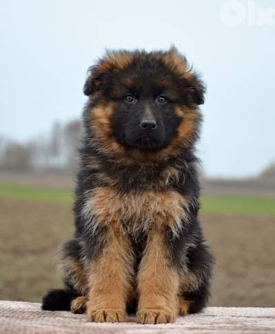 german shepherd